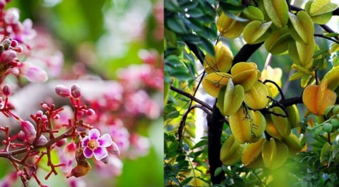 The Secret to a Bountiful Star Fruit Tree: Tips to Abundant Blossoming and Delicious, Juicy Fruits