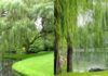 The Ancient’s Wisdom: Why Willows by the Lake and Not at Home?