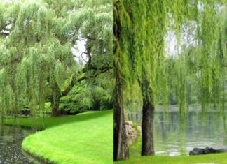 The Ancient’s Wisdom: Why Willows by the Lake and Not at Home?