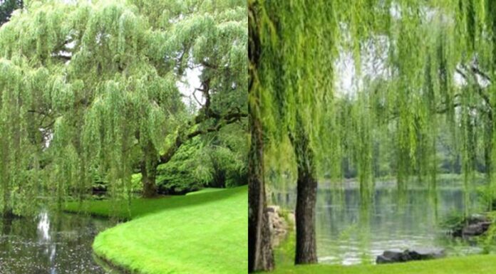 The Ancient’s Wisdom: Why Willows by the Lake and Not at Home?