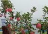The Apple Tree: Unveiling the Mystique Behind Its Auspicious Feng Shui Significance and Unexpected Planting Hesitancy