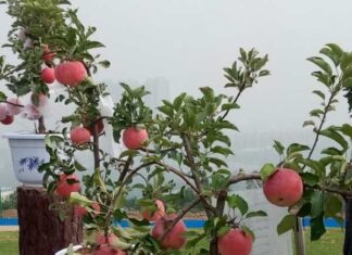 The Apple Tree: Unveiling the Mystique Behind Its Auspicious Feng Shui Significance and Unexpected Planting Hesitancy