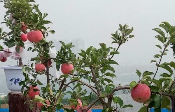 The Apple Tree: Unveiling the Mystique Behind Its Auspicious Feng Shui Significance and Unexpected Planting Hesitancy