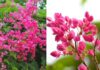 Does Planting Tigon Flowers Make Sense From a Feng Shui Perspective? Where Should Tigon Be Planted?