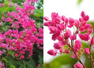 Does Planting Tigon Flowers Make Sense From a Feng Shui Perspective? Where Should Tigon Be Planted?