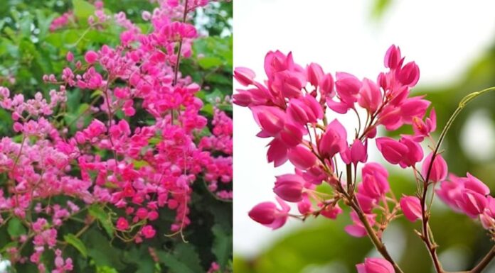 Does Planting Tigon Flowers Make Sense From a Feng Shui Perspective? Where Should Tigon Be Planted?