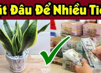 The Power of the Tiger Tongue: Inviting Prosperity and Protection. A Strategic Guide to Tiger Tongue Plant Placement for Optimal Wealth and Fortune.