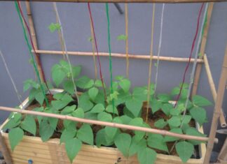 “The Ultimate Guide to Growing Soybean Sprouts in a Container: Easy, Abundant, and Pest-Free”