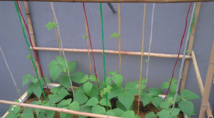 “The Ultimate Guide to Growing Soybean Sprouts in a Container: Easy, Abundant, and Pest-Free”