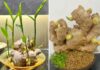The Magic of Growing Ginger into a Beautiful Bonsai Tree