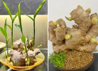 The Magic of Growing Ginger into a Beautiful Bonsai Tree