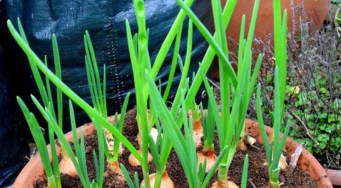 The Ultimate Kitchen Trio: Endless Harvest, Endless Flavor