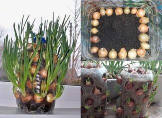 “Grow Green Onions with These Two Easy Methods for a Year-Round Supply”