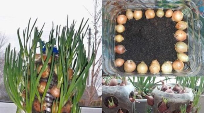 “Grow Green Onions with These Two Easy Methods for a Year-Round Supply”