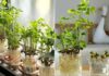 The Magic of Peanut Cultivation: Grow Your Own Beautiful Peanut Plants in Just 2 Weeks