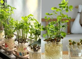 The Magic of Peanut Cultivation: Grow Your Own Beautiful Peanut Plants in Just 2 Weeks