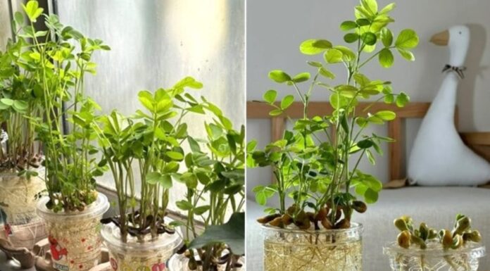 The Magic of Peanut Cultivation: Grow Your Own Beautiful Peanut Plants in Just 2 Weeks