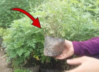 “Attract Abundance: The Power of Planting Ngải Cứu”