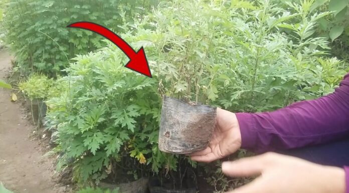 “Attract Abundance: The Power of Planting Ngải Cứu”