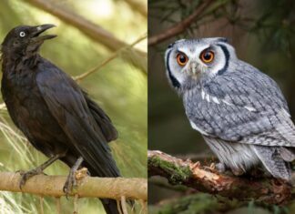 The House’s Four Unlucky Omens: A Superstition You Should Heed