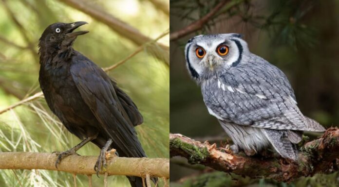 The House’s Four Unlucky Omens: A Superstition You Should Heed