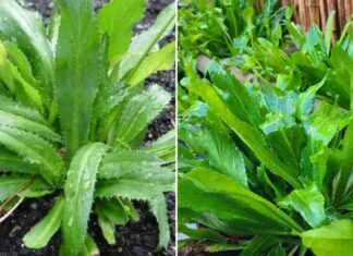 “The Ultimate Guide to Growing Coriander (Cilantro): A Year-Round Harvest at Your Fingertips”