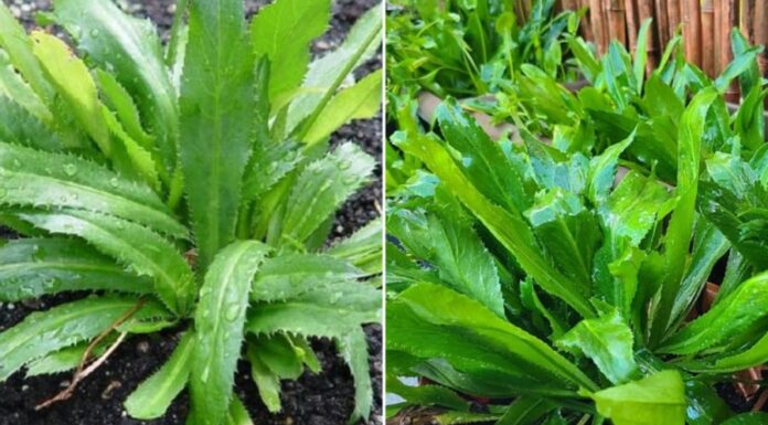 “The Ultimate Guide to Growing Coriander (Cilantro): A Year-Round Harvest at Your Fingertips”