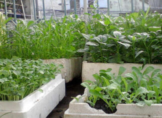 8 Vegetable Crops Perfect for Container Gardening: Fresh Produce All Year Round for Urban Dwellers