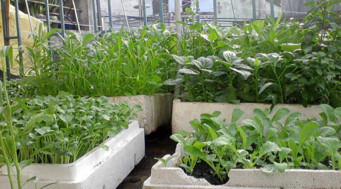 8 Vegetable Crops Perfect for Container Gardening: Fresh Produce All Year Round for Urban Dwellers
