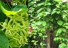Is It Good Feng Shui to Plant a Golden Shower Tree in Front of Your House? Know This Before You Do So
