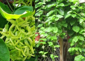 Is It Good Feng Shui to Plant a Golden Shower Tree in Front of Your House? Know This Before You Do So