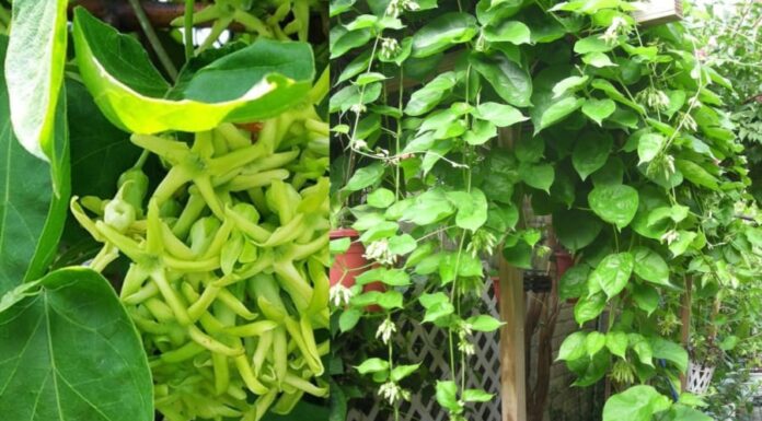 Is It Good Feng Shui to Plant a Golden Shower Tree in Front of Your House? Know This Before You Do So