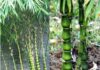 The Power of Bamboo: Unlocking Prosperity and Luck for Generations