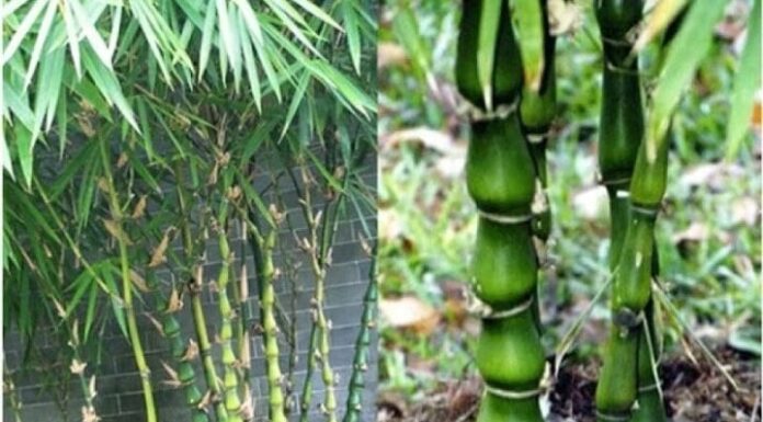 The Power of Bamboo: Unlocking Prosperity and Luck for Generations