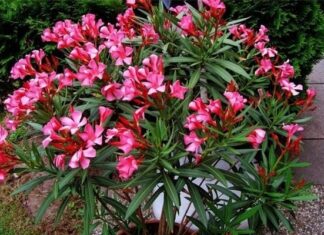 The Ancient’s Wisdom: ‘The 5 Flowers of Prosperity: Blooming Fortune in Your Home’