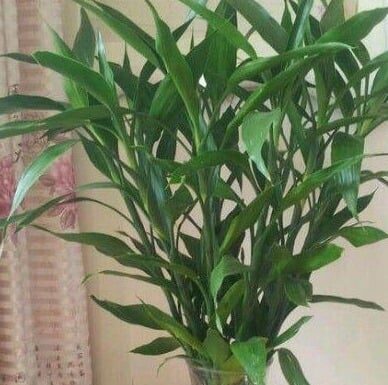 The Four Lucky Bamboo Placement Spots to Activate Wealth and Prosperity