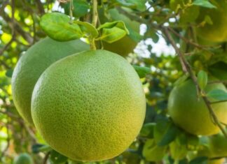 The Harvest Moon may be the season for pomelos, but for some, it’s best to avoid this fruit altogether.