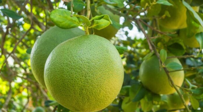 The Harvest Moon may be the season for pomelos, but for some, it’s best to avoid this fruit altogether.