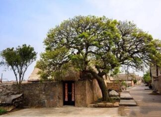 Title: The Ancient Wisdom of Feng Shui: “Plant Few Trees in Front, No Windows at the Back”