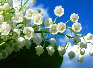 The Fairytale: The Legend of the Lilies