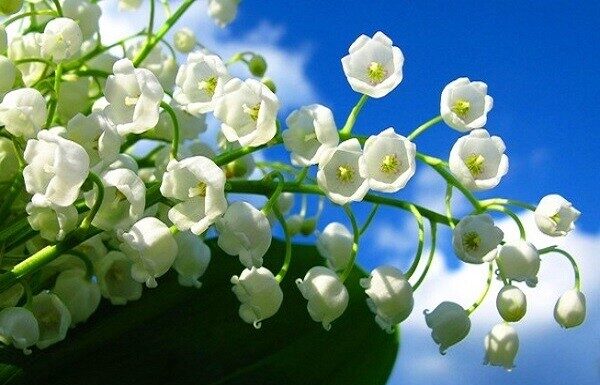 The Fairytale: The Legend of the Lilies