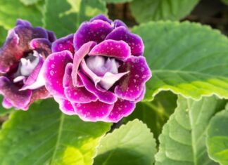 The Magic Four: Flowers That Thrive with a Simple Leaf-Burial Technique