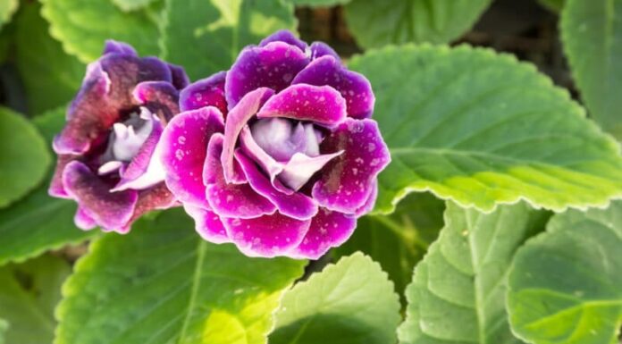 The Magic Four: Flowers That Thrive with a Simple Leaf-Burial Technique