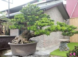 The Magic Trio: Plant These 3 Trees in Your Yard for Lasting Luck and Prosperity