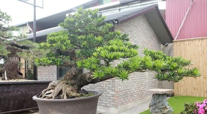 The Magic Trio: Plant These 3 Trees in Your Yard for Lasting Luck and Prosperity