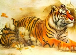 The 3 Zodiac Animals That Attract Wealth By Loving and Spoiling Their Wives