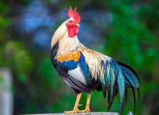 The Goddess of Wealth bestows blessings: At 3 years old, Wealth, Fortune, and Fame reach their peak, and abundance will overflow within the next 20 days.