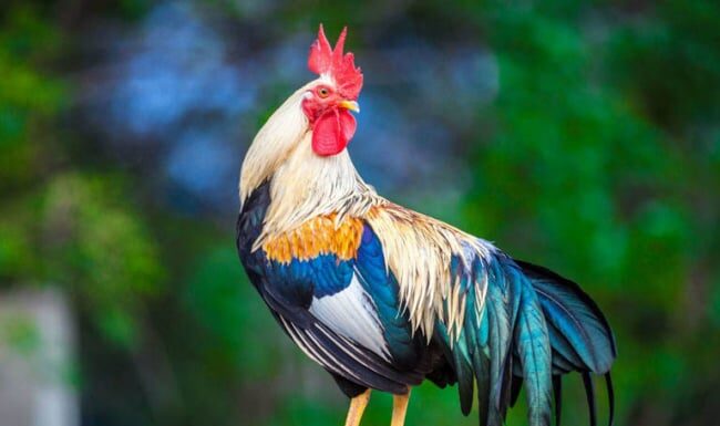 The Goddess of Wealth bestows blessings: At 3 years old, Wealth, Fortune, and Fame reach their peak, and abundance will overflow within the next 20 days.