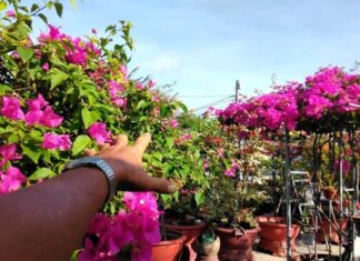 The Magic Elixir for a Blooming Paradise: Unveiling the Secret to a Flourishing Trumpet Vine