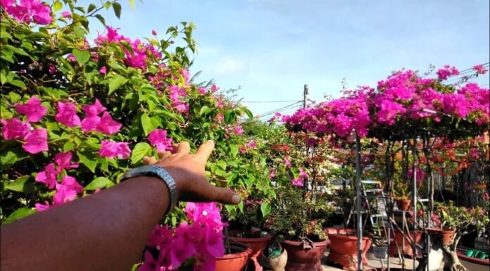 The Magic Elixir for a Blooming Paradise: Unveiling the Secret to a Flourishing Trumpet Vine